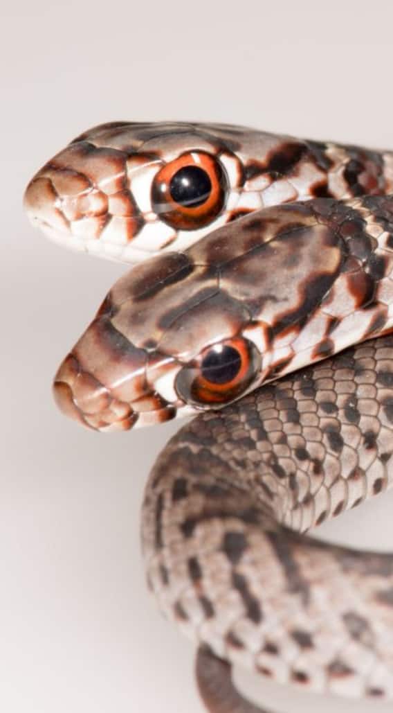 দুধ কলা দিয়ে কালসাপ পোষা ! এতেই পুণ্য, বিশ্বাস এই গ্রামে