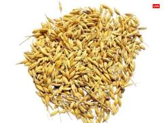 Ravi Pradosh vrat 2023: रवि प्रदोष व्रत पर करें जौ का ये दुर्लभ उपाय, व्यापार में होगी जमकर कमाई