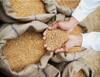 Wheat-Rice Sell: ਮਹਿੰਗੀ ਕਣਕ-ਝੋਨੇ ਤੋਂ ਮਿਲ ਸਕਦੀ ਰਾਹਤ, ਖੁੱਲ੍ਹੇ ਬਾਜ਼ਾਰ 'ਚ ਲੱਖਾਂ ਟਨ ਵੇਚੇਗੀ ਸਰਕਾਰ