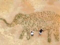 किसान ने खेत में बनाया धान से हाथी का विशाल चित्र, फसल से तस्वीर बना दे रहा ये संदेश