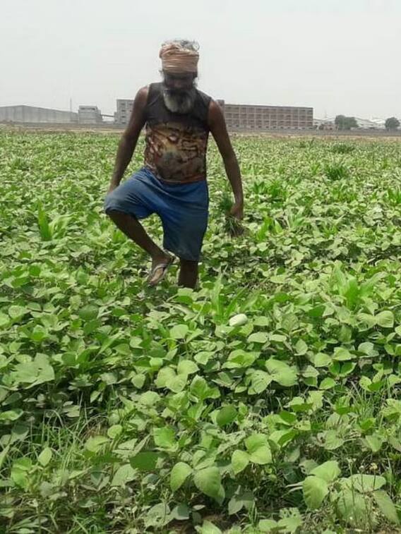 मूंग की करें खेती, होगी ताबातोड़ कमाई