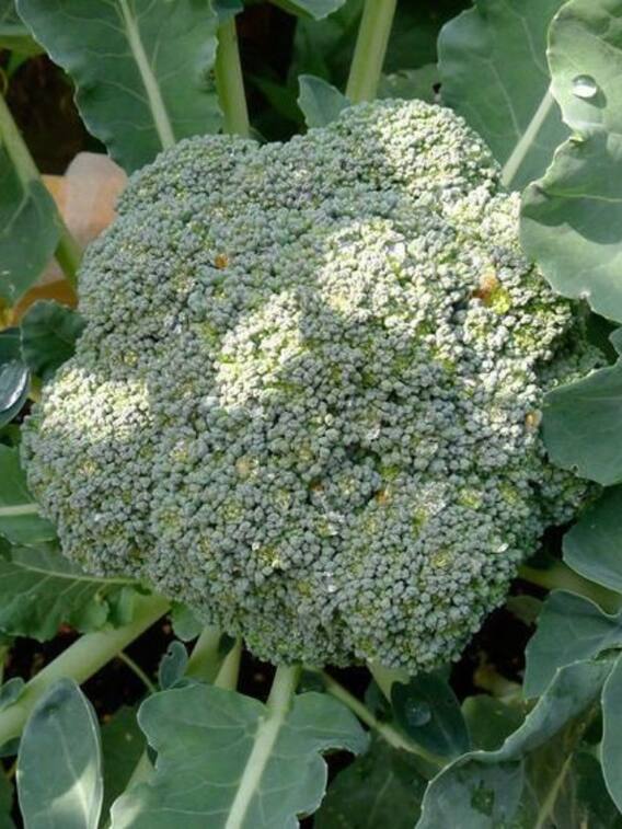 ब्रोकली की खेती करते समय इन बातों का रखें खास ध्यान