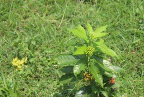 Plant this plant near the house, snakes will not come near even in the rainy season Lifestyle: ਘਰ ਨੇੜੇ ਲਾਓ ਇਹ ਬੂਟਾ, ਬਾਰਸ਼ ਦੇ ਸੀਜ਼ਮ 'ਚ ਵੀ ਨੇੜੇ ਨਹੀਂ ਆਉਣਗੇ ਸੱਪ