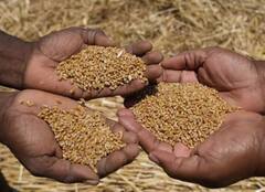 Wheat : देशात गहू खरेदीत 43 टक्क्यांची वाढ