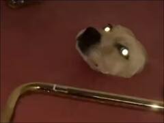 Shocking News: ਬਾਥਰੂਮ ਦੇ ਫਰਸ਼ 'ਚੋਂ ਬਾਹਰ ਨਿਕਲਿਆ ਕੁੱਤੇ ਦਾ ਸਿਰ, ਡਰ ਕਾਰਨ ਕੰਬ ਗਈ ਔਰਤ