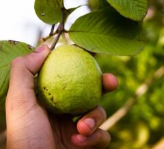 Guava: ਜਾਣੋ ਅਮਰੂਦ ਦੇ ਹੈਰਾਨ ਕਰ ਦੇਣ ਵਾਲੇ ਫਾਇਦਿਆਂ ਬਾਰੇ