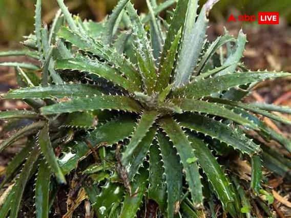 આ વાતનું પણ ધ્યાન રાખો કે તુલસીની આસપાસ કાંટાવાળા ઝાડ અને છોડ ન હોવા જોઈએ. તુલસીની આસપાસ કાંટાવાળા ઝાડ અને છોડ રાખવાથી ઘરમાં નકારાત્મકતા ઝડપથી વધે છે અને તેનાથી દુર્ભાગ્ય થાય છે.