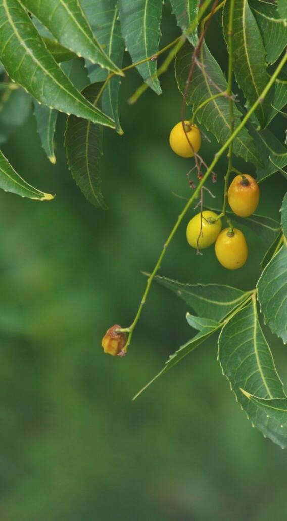 फ्री में घर पर ऐसे बनाएं नीम का कीटनाशक