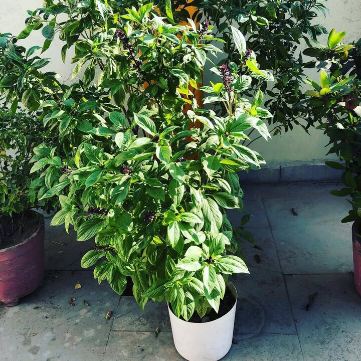 एग्जिमा और डर्मेटाइटिस से छुटकारा पाने के लिए भी आप मीठी तुलसी का सेवन कर सकते हैं. ये एंटीबैक्टीरियल गुणों से भरपूर होती है जो एग्जिमा ठीक करने में मदद कर सकती है.