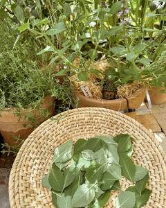 मीठी तुलसी में छिपा है इन गंभीर समस्या का इलाज