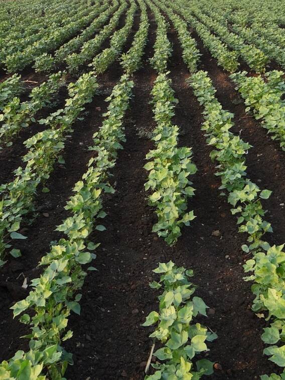 काली मिट्टी में सोने-सा खरा उत्पादन देंगी ये फसलें