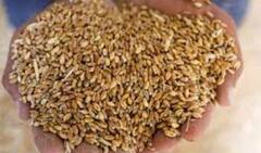 Wheat : देशात गहू खरेदीत 43 टक्क्यांची वाढ