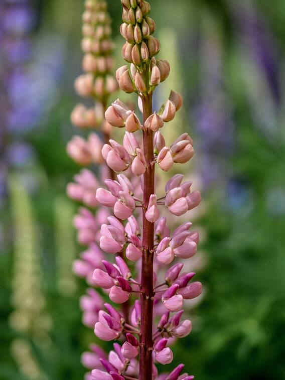 सिर्फ फूल ही नहीं अब घर पर आसानी से उगाएं मसाले