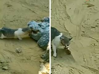 Viral Video: ਮਗਰਮੱਛ ਦੇ ਮੂੰਹ 'ਚ ਪਾਇਆ ਪੰਜਾ, ਕੱਢ ਲਿਆ ਭੋਜਨ! ਬਿੱਲੀ ਦੀ ਬਹਾਦਰੀ ਦੇਖ ਤੁਸੀਂ ਹੈਰਾਨ ਰਹਿ ਜਾਓਗੇ