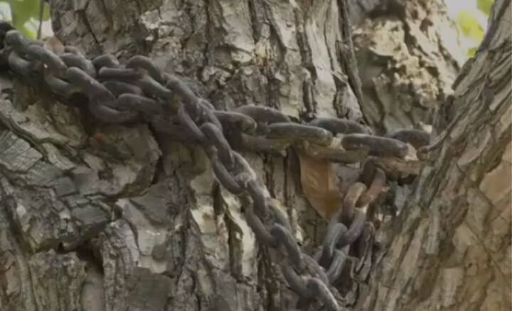 বটগাছের উপর ইংরেজ সাহেবের এই গোঁসার আখ্যান পাকিস্তানে সর্বজনবিদিত। স্থানীয়দের মতে, বটগাছের পায়ে বেড়ি পরিয়ে আসলে সাধারণ মানুষকে শিক্ষা দিতে চেয়েছিলেন ইংরেজ সাহেব জেমস। একটু এদিক ওদিক হলে, তাঁদের সঙ্গেও এমন ঘটতে পারে, এই বার্তাই দিতে চেয়েছিলেন তিনি।