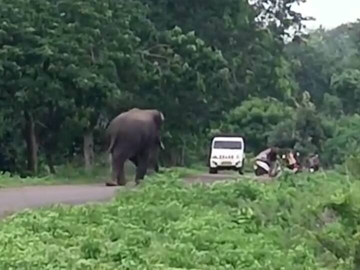 Gadchiroli News :  मागील अडीच वर्षांपासून ओडिशाहून स्थलांतरित झालेल्या रानटी हत्तींनी गडचिरोली जिल्ह्यात बस्तान मांडलं आहे.
