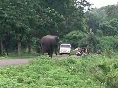 Gadchiroli News : कळपातून भरकटलेला रानटी हत्ती रस्त्यावर आला आणि लोकांची तारांबळ उडाली,पाहा फोटो