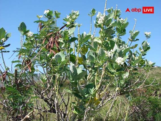 મદાર અથવા એવો કોઈ વૃક્ષ-છોડ, જેમાંથી દૂધ જેવું સફેદ પદાર્થ નીકળે છે, તે પણ તુલસીની આસપાસ ન લગાવવું જોઈએ. વાસ્તુશાસ્ત્ર અનુસાર આવા વૃક્ષો અને છોડને તુલસી પાસે રાખવાથી નકારાત્મક ઉર્જાનો પ્રવાહ ઝડપથી વધવા લાગે છે.