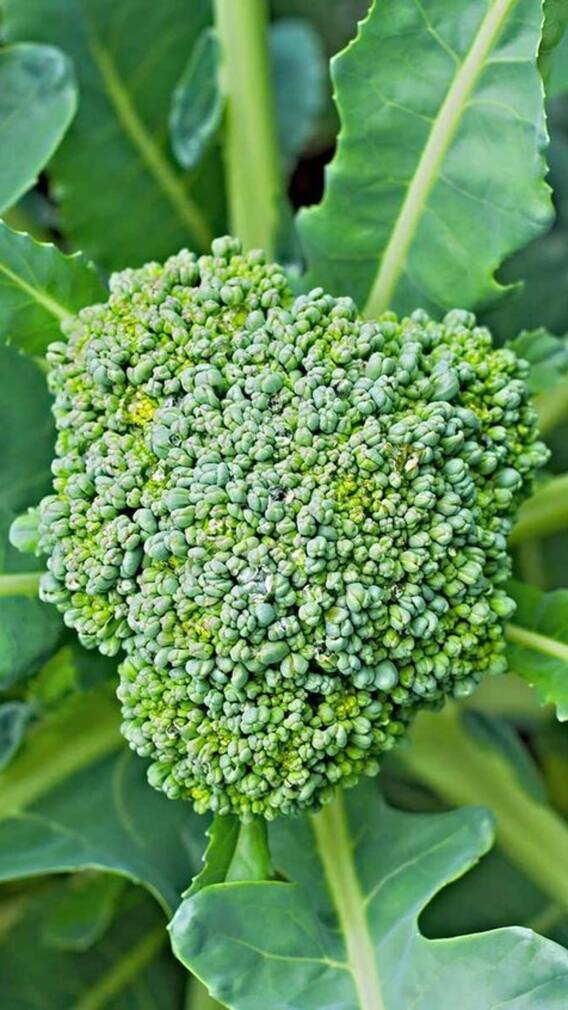 ਬ੍ਰੋਕਲੀ ਦੀ ਖੇਤੀ ਕਰਨ ਵੇਲੇ ਇਨ੍ਹਾਂ ਗੱਲਾਂ ਦਾ ਰੱਖੋ ਖਾਸ ਧਿਆਨ