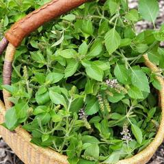 मीठी तुलसी में छिपा है इन गंभीर समस्या का इलाज