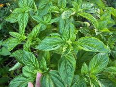 मीठी तुलसी में छिपा है इन गंभीर समस्या का इलाज