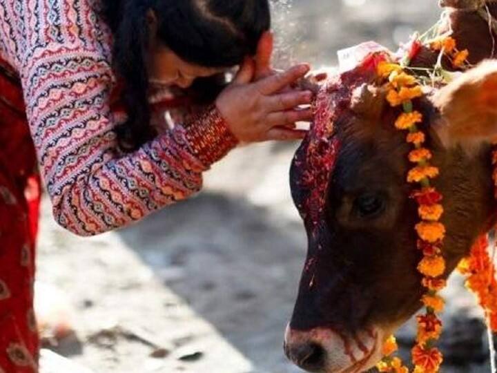प्रदोष व्रत में शिव पूजा में जौ का आटा शिव के चरणों में स्पर्श कराकर उसकी रोटियां बना लें. अब इसे बैल या गाय के बछड़े को खिलाएं. मान्यता है इससे दांपत्य जीवन में मिठास आती है. धन का अभाव नहीं रहता.