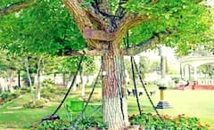 Pakistan Banyan Tree: স্পর্ধা দেখে মেজাজ ঠিক রাখতে পারেননি গোরা সাহেব, সঙ্গে সঙ্গে গ্রেফতারের নির্দেশ দেন, ১২৫ বছর ধরে পাকিস্তানে বন্দি এই বটগাছ