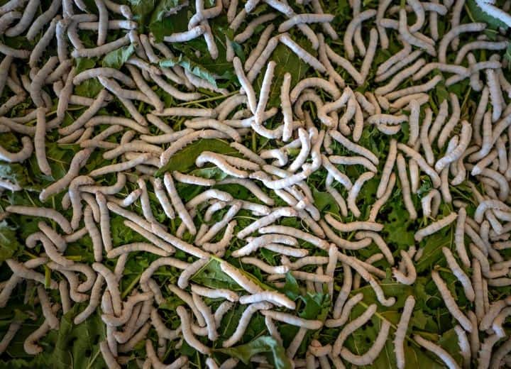 China Insect Food Solve Citizens Proteins Diet Instead of Beef Pork China Weird Food: इस देश में लोगों में हुई प्रोटीन की कमी, अब कीड़े खिलाने का बना प्लान!