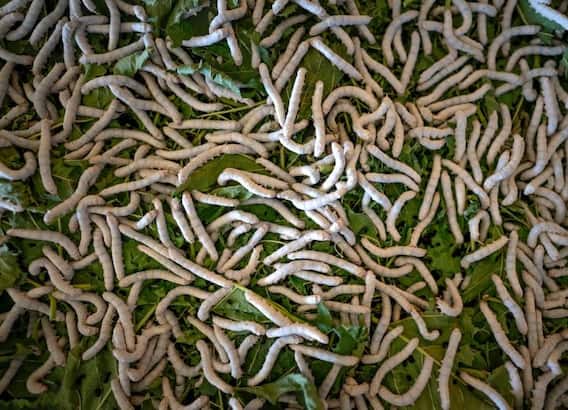 China Weird Food: इस देश में लोगों में हुई प्रोटीन की कमी, अब कीड़े खिलाने का बना प्लान! China Weird Food: इस देश में लोगों में हुई प्रोटीन की कमी, अब कीड़े खिलाने का बना प्लान!