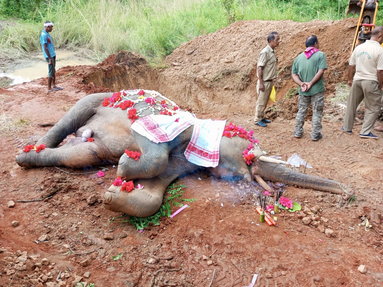 Wild Elephant Dies After Being Hit By Train In Assam’s Kamrup Metropolitan District