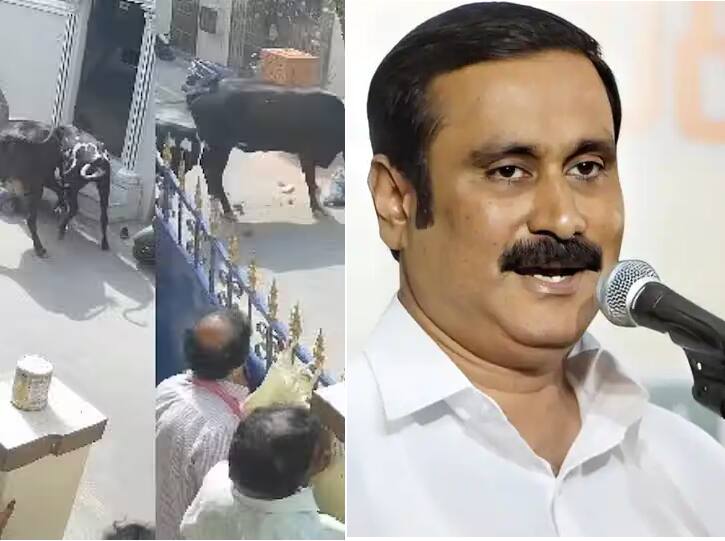 school child injured in Chennai cow: Strict action to control cattle - PMK Anbumani சென்னையில் மாடு முட்டி பள்ளிக் குழந்தை படுகாயம்: கால்நடைகளை கட்டுப்படுத்த கடும் நடவடிக்கை- அன்புமணி