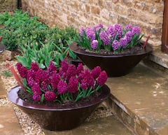 MCD Plans To Install Over 1 Lakh Flower Plots, Develop G20 Park In Delhi Ahead Of G20 Summit