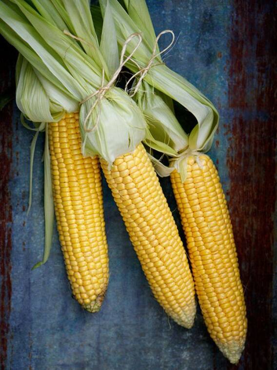 जाने स्वीट कार्न की खेती करने का सही तरीका