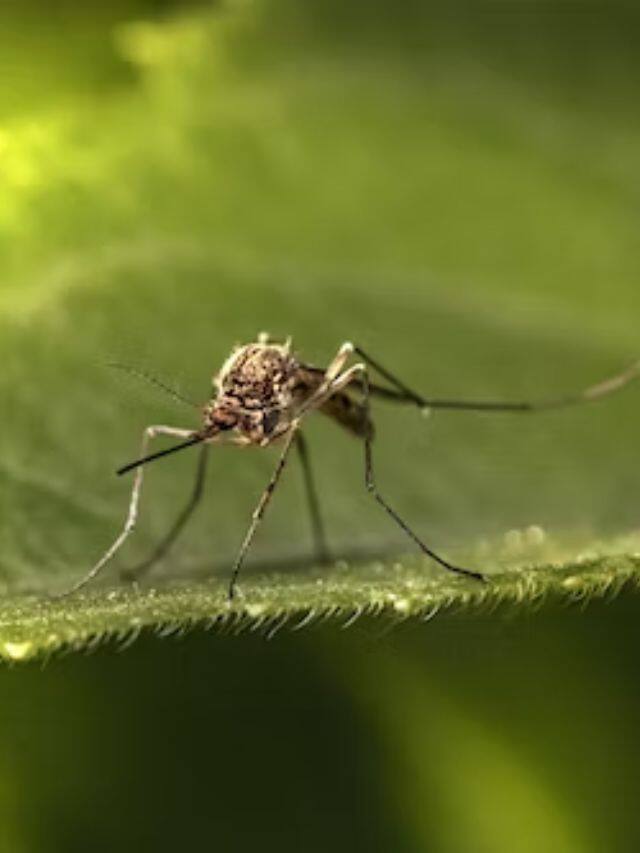 Mookolodi Insect கொசுத் தொல்லையில் இருந்து தப்பிக்க வீட்டில் இதை வளருங்க!