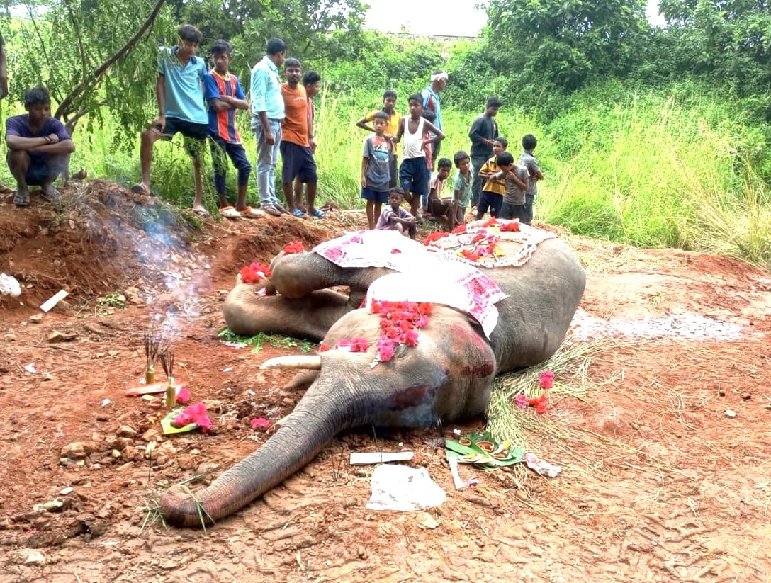 Wild Elephant Dies After Being Hit By Train In Assam’s Kamrup Metropolitan District