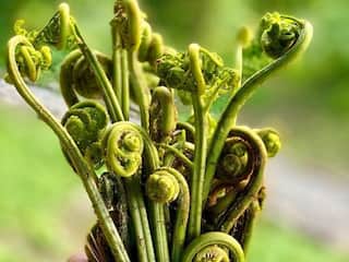 दुनिया के सबसे ताकतवर सब्जियों में शुमार है ये पहाड़ी सब्जी, कई बीमारियों की कर सकती है छुट्टी!