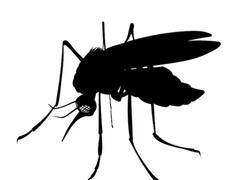 Japanese Encephalitis Virus: असम में 'जापानी एन्सेफलाइटिस' बीमारी का कहर, लक्षणों की ऐसे करें पहचान