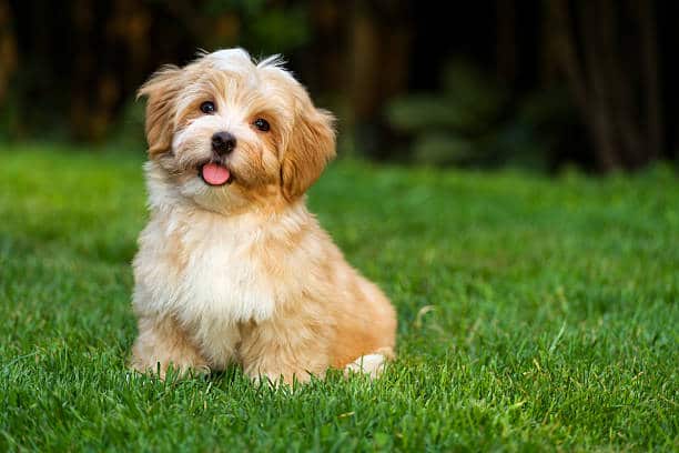 Smallest Dog Breeds in The World : जगातील सर्वात लहान आकाराच्या कुत्र्यांची यादी पाहा.