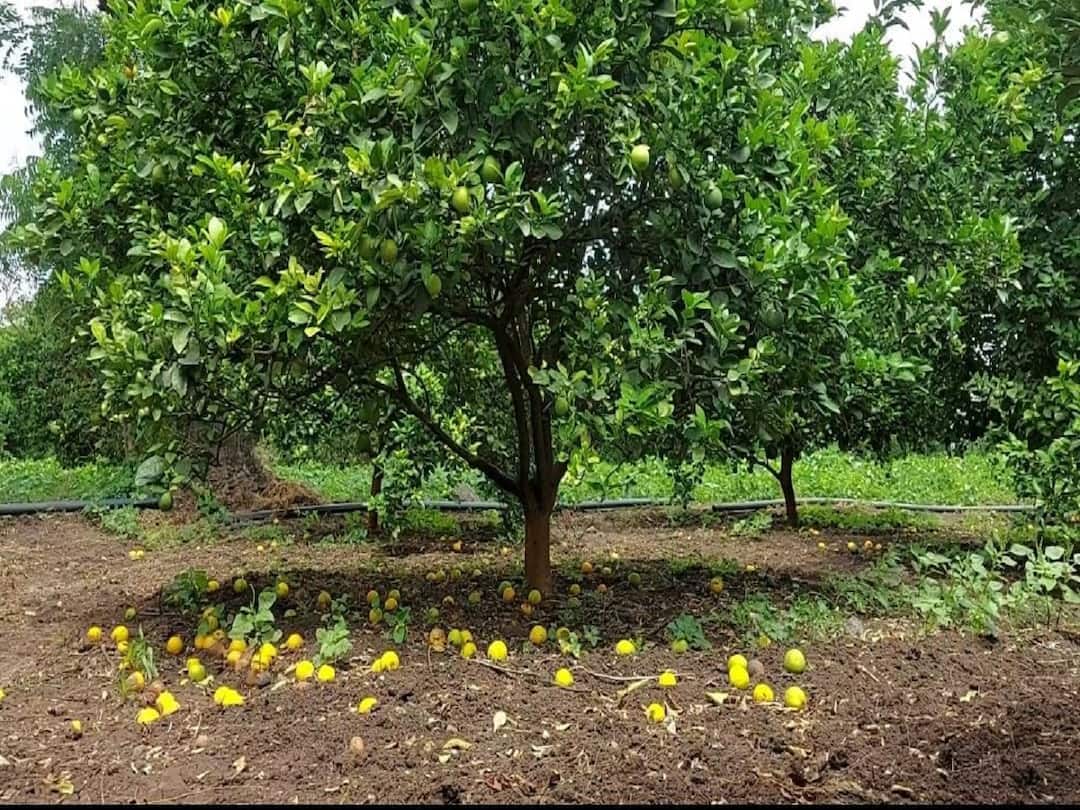 Mosambi : एकीकडं मोसंबी गळती तर दुसरीकडं गोगलगायींचा मारा, जालना आणि छत्रपती संभाजीनगरच्या बळीराजासमोर दुहेरी संकट Agriculture News New threat of fruit drop and snails facing Mosambi farmer in jalna Chhatrapati Sambhajinagar Mosambi : एकीकडं मोसंबी गळती तर दुसरीकडं गोगलगायींचा मारा, जालना आणि छत्रपती संभाजीनगरच्या बळीराजासमोर दुहेरी संकट