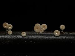 Bioluminescent Mushroom : तळकोकणात आढळली रात्री चमकणारी अळंबी, महाराष्ट्रातील पहिलीच नोंद