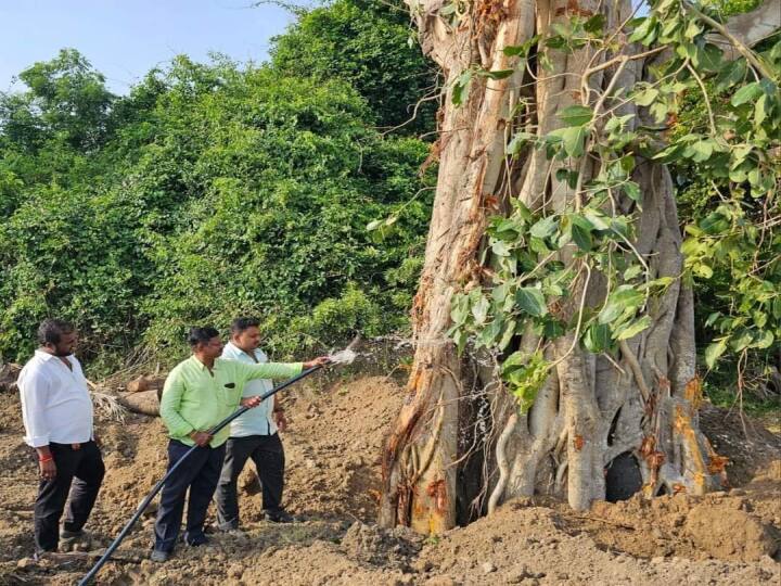 chengalpattu 60-year-old banyan tree that stood in the middle of a private residential road was uprooted by Green Homes and planted in the park சாலையின் நடுவே இருந்த 60 ஆண்டுகால ஆலமரம்...! வேறு இடத்தில் வேரோடு நடப்பட்டது..!