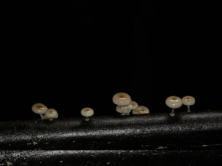 Bioluminescent Fungus Mushroom or Alambi found in Sindhudurga what are the features Bioluminescent Fungus : सिंधुदुर्गात आढळली रात्री चमकणारी अळंबी, महाराष्ट्रात पहिल्यांदाच दुर्मिळ अळंबीची नोंद, काय आहेत वैशिष्ट्ये?