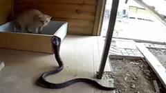 Viral Video: ਸੱਪਾਂ ਅਤੇ ਬਿੱਲੀਆਂ ਦੀ  ਹੋਈ ਅਜਿਹੀ ਭਿਆਨਕ ਲੜਾਈ, ਦੇਖ ਕੇ ਤੁਸੀਂ ਹੱਸ-ਹੱਸ ਕਮਲੇ ਹੋ ਜਾਓਗੇ!