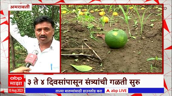 Nagpur : संत्रा उत्पादक शेतकरी अडचणीत, 3 ते 4 दिवसांपासून बागेत संत्र्यांची गळती सुरू