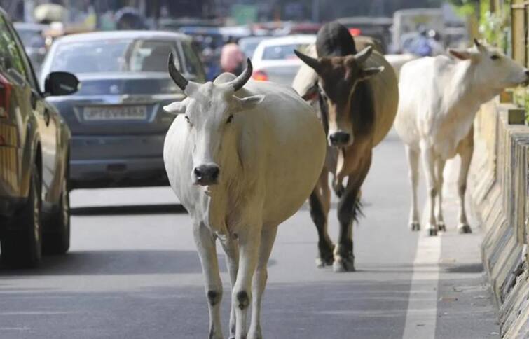 Vadodara: In case of accident due to stray cattle in Vadodara will give compensation Gujarat: હવે અમદાવાદ બાદ આ શહેરમાં રખડતા ઢોરના કારણે અકસ્માત થશે તો મળશે વળતર