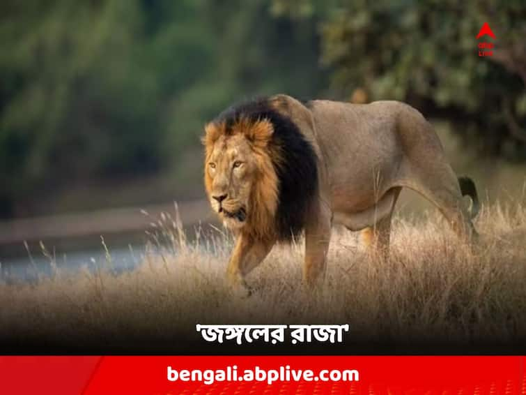 World Lion Day 2023 Date history significance celebration know all details World Lion Day 2023 : হারতে বসলেও লড়াইয়ের ময়দান ছাড়ে না, নিজ-গুণে 'জঙ্গলের রাজা' সিংহ