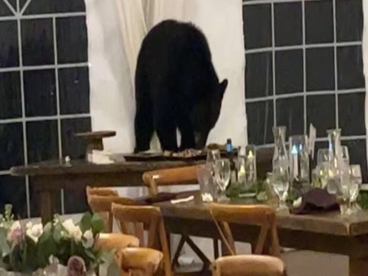 Bear Crashes Wedding Reception In US, Eats Sweet Delicacies Bear Crashes Wedding Reception In US, Eats Sweet Delicacies