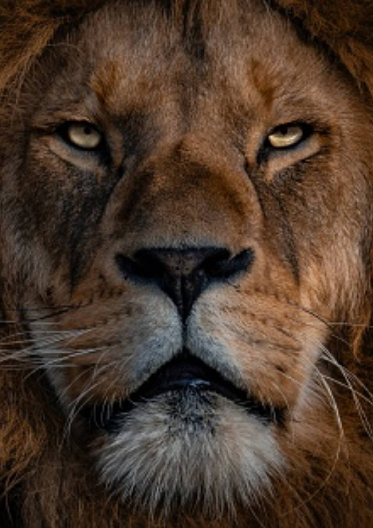 World Lion Day 2023 | Jungle King Myth To Nocturnal Nature: 10 Lion