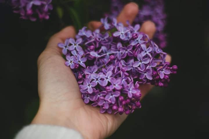 Lavender: অ্যাংজাইটি কমাতে এবং স্ট্রেস দূর করতে সাহায্য করে ল্যাভেন্ডার। মুড লিফটার অর্থাৎ মনখারাপ দূর করে মন ভাল রাখতেও সাহায্য করে ল্যাভেন্ডার অয়েল।