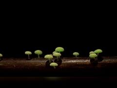 Bioluminescent Mushroom : तळकोकणात आढळली रात्री चमकणारी अळंबी, महाराष्ट्रातील पहिलीच नोंद